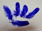 Перо лебедя PPL5-13-11 (синий) 