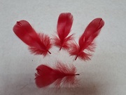 Перо лебедя PPL5-13-4 (красный) Цена за 10 шт