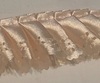 Рюш атлас RUSHAL-33 